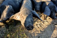 Porcs noirs de Bonifay à Twin Oaks Farm_usproject2016.com